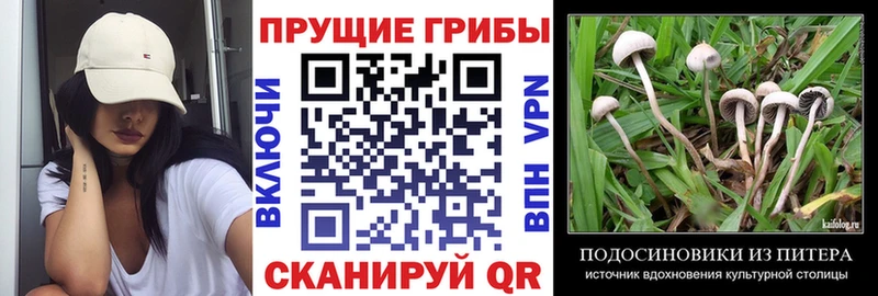 купить   Мураши  Галлюциногенные грибы прущие грибы 